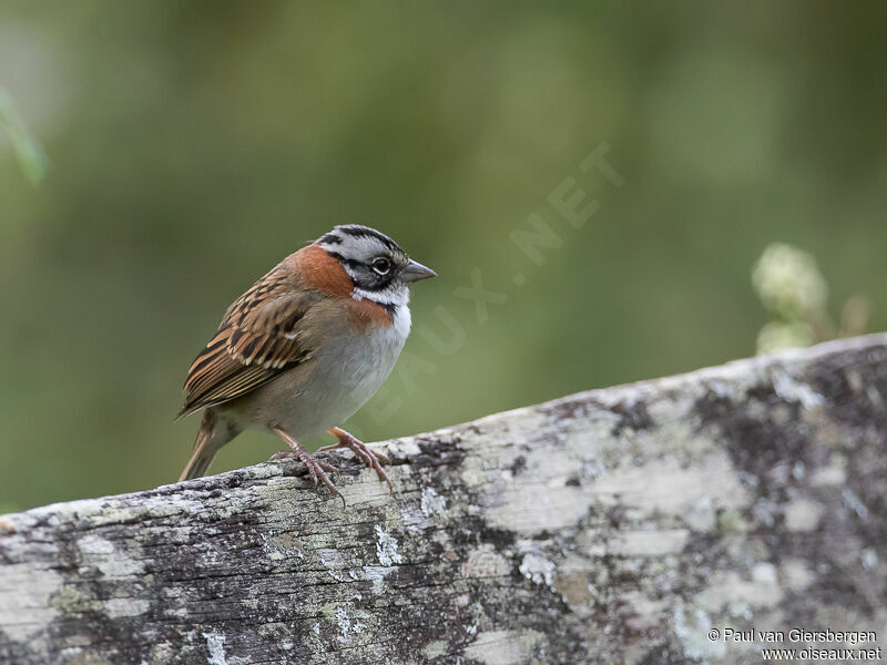 Rufous-collared Sparrow