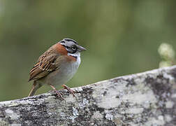 Rufous-collared Sparrow