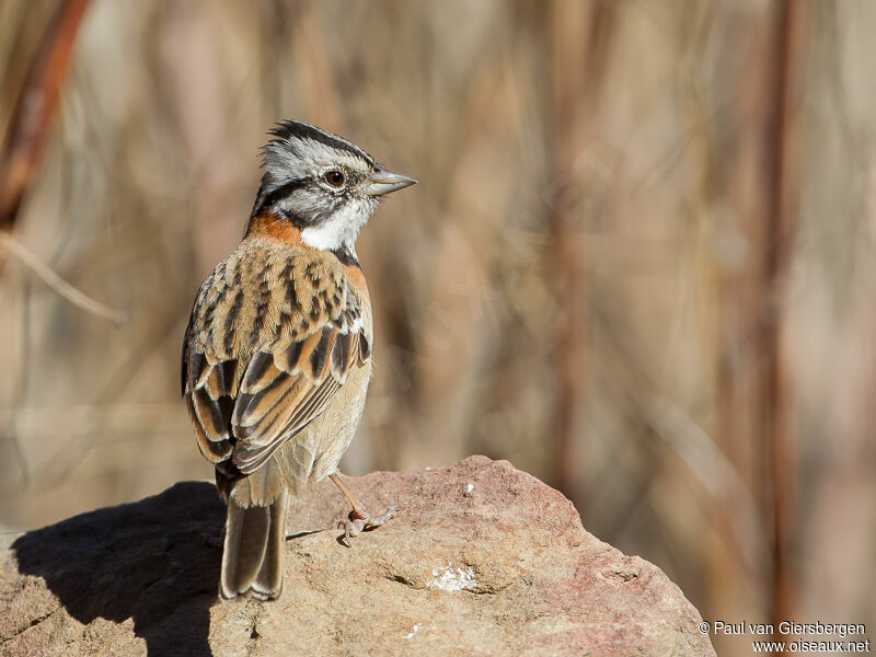 Rufous-collared Sparrow