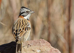 Rufous-collared Sparrow