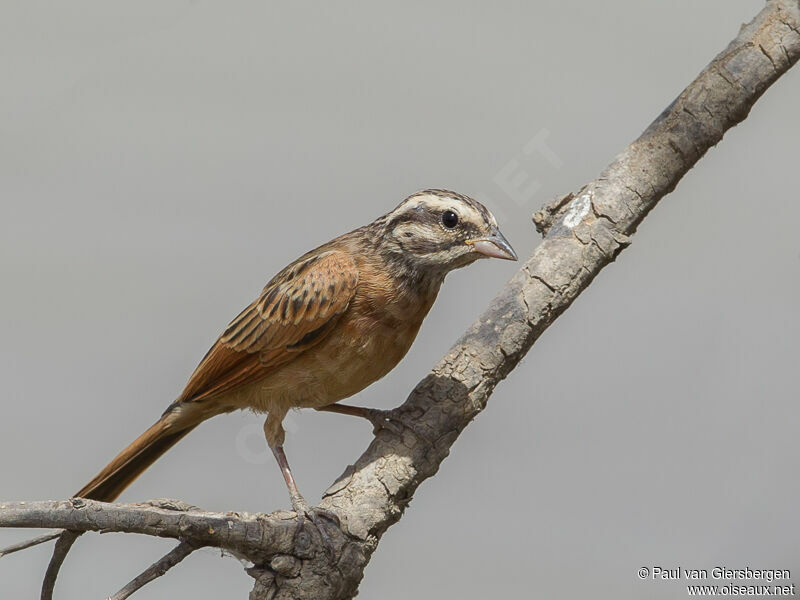 Gosling's Bunting