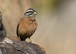 Gosling's Bunting