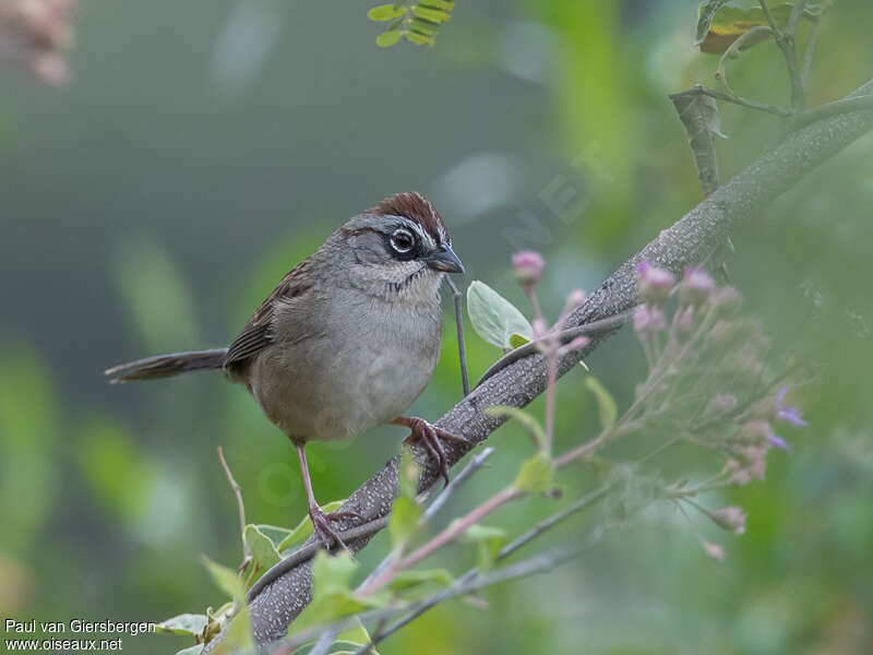 Oaxaca Sparrowadult, close-up portrait