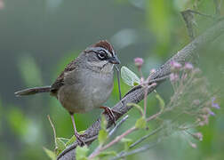 Oaxaca Sparrow