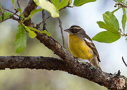 Cabanis's Bunting