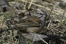 Godlewski's Bunting