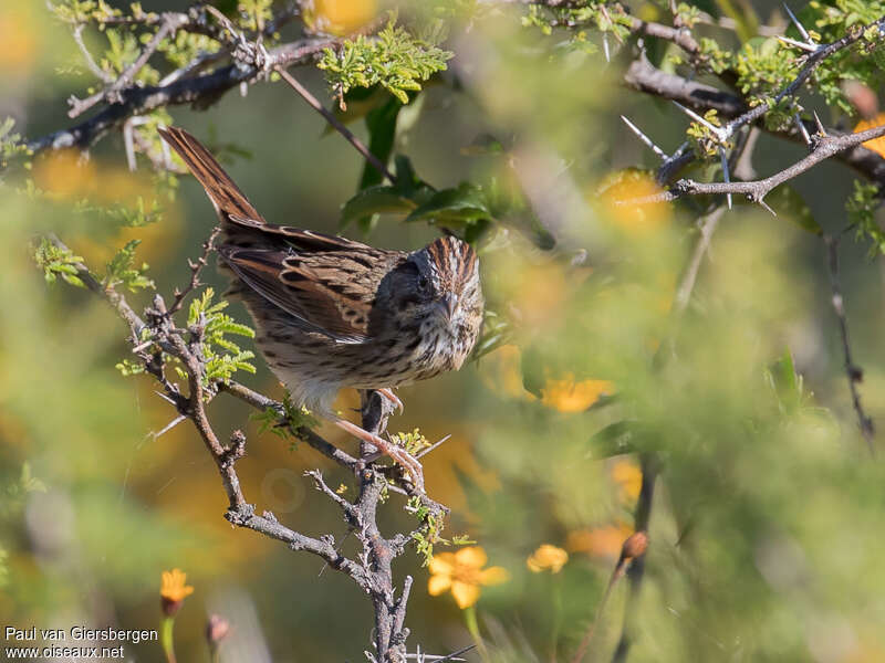 Lincoln's Sparrow, pigmentation