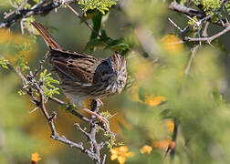 Lincoln's Sparrow