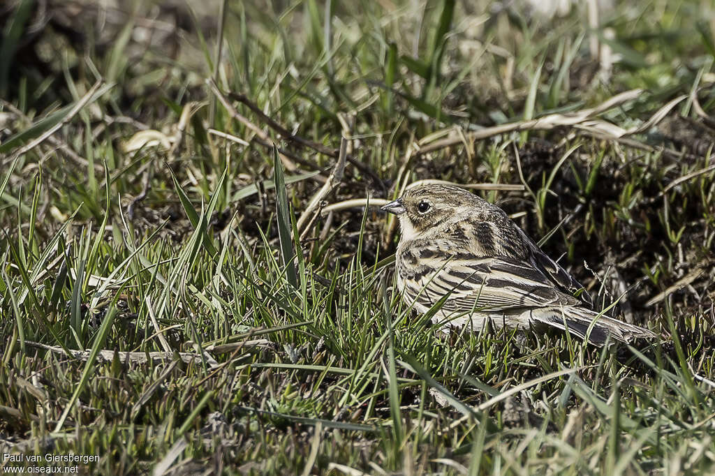 Pallas's Reed Bunting female adult