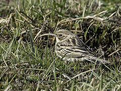 Pallas's Reed Bunting