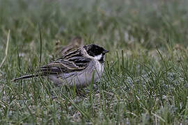 Pallas's Reed Bunting