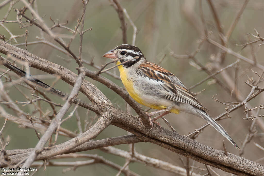 Bruant de Somalie mâle adulte, identification