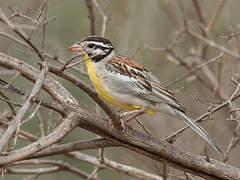 Somali Bunting