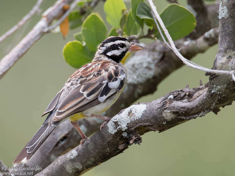 Somali Bunting male adult transition, moulting