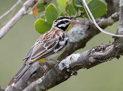 Somali Bunting