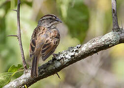 Tumbes Sparrow