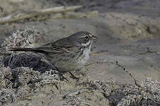 Bruant des armoises