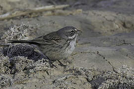 Sagebrush Sparrow