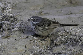 Sagebrush Sparrow