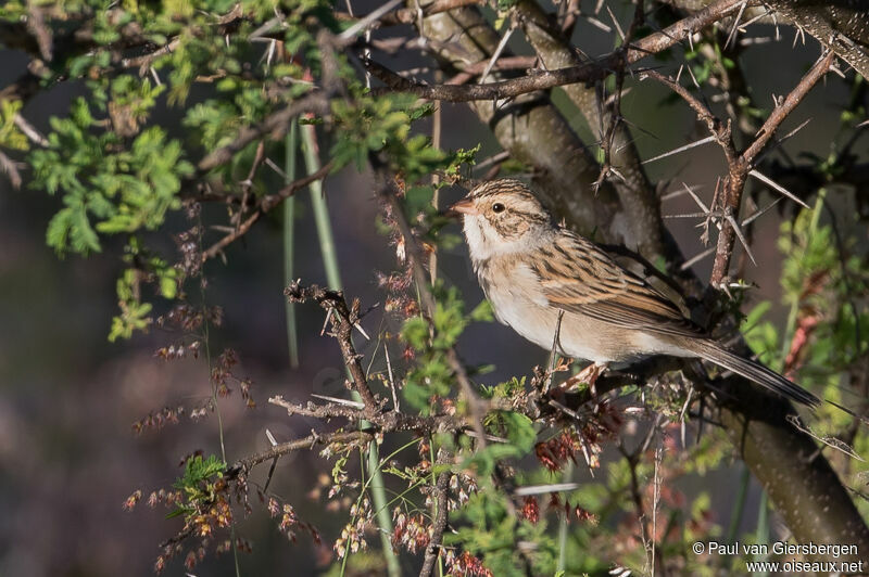 Clay-colored Sparrow