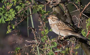 Clay-colored Sparrow