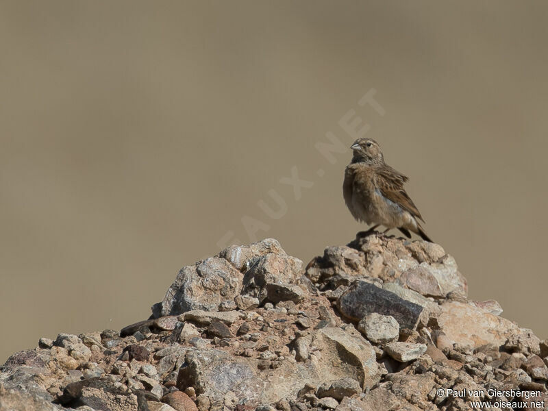 Bruant des rochers