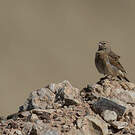 Bruant des rochers