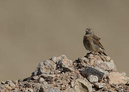 Lark-like Bunting