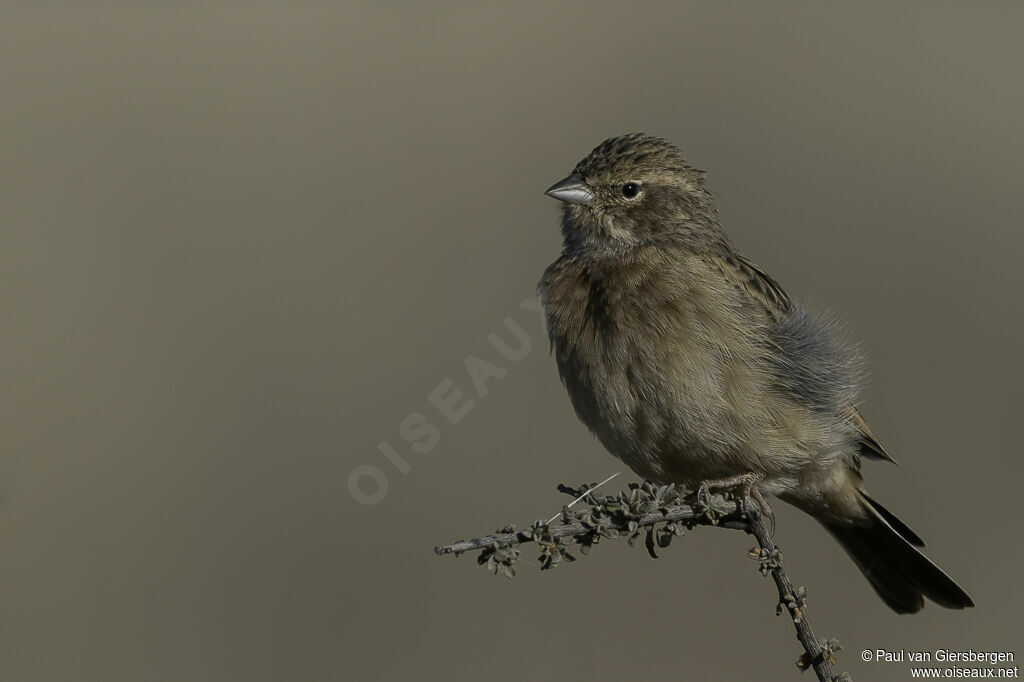 Lark-like Buntingadult