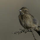 Bruant des rochers