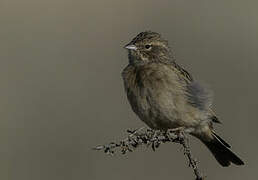 Bruant des rochers