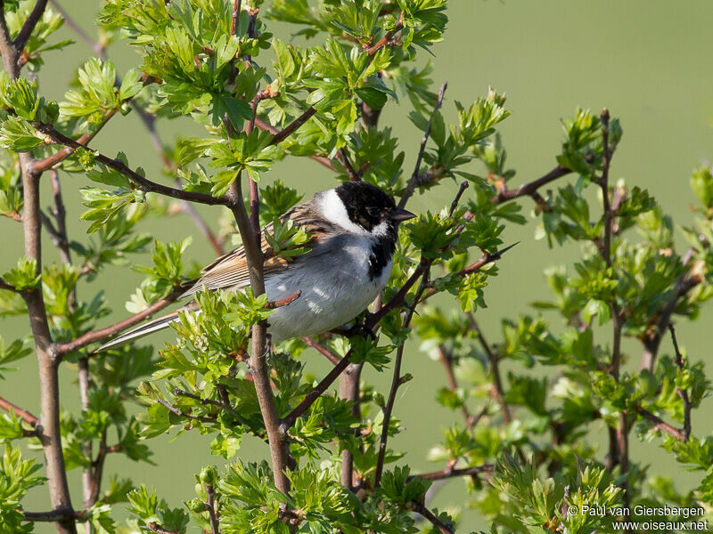 Common Reed Bunting