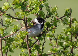 Common Reed Bunting