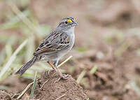 Bruant des savanes