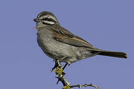 Cape Bunting