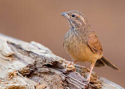 House Bunting