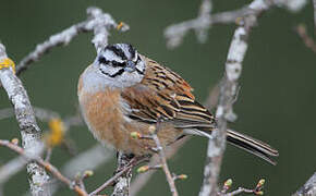 Rock Bunting