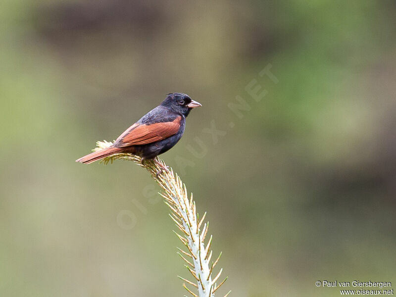 Crested Bunting