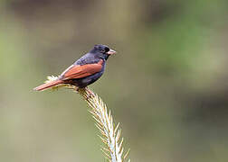 Crested Bunting