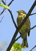 Yellowhammer