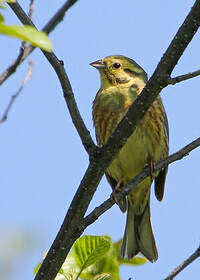 Bruant jaune