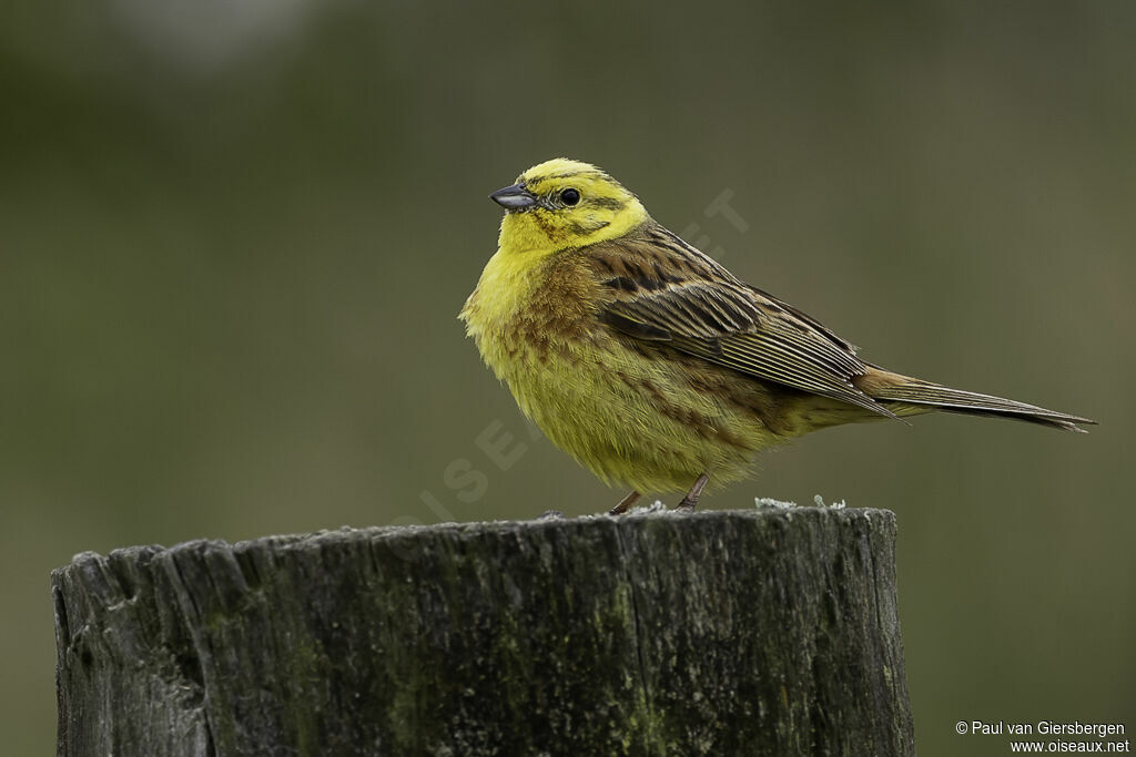 Yellowhammeradult