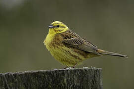 Yellowhammer