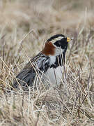 Lapland Longspur