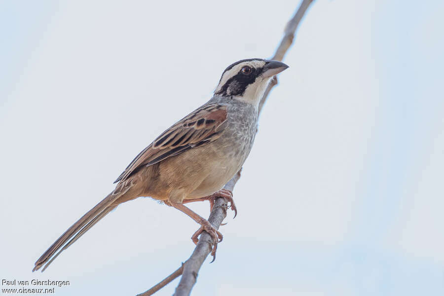 Stripe-headed Sparrowadult, identification