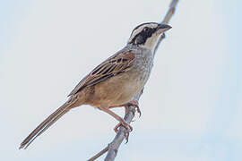 Stripe-headed Sparrow