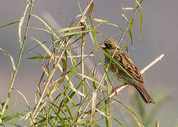 Black-faced Bunting