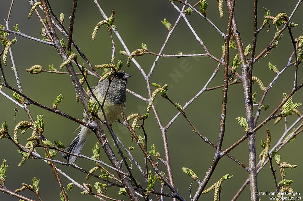 Black-faced Buntingadult