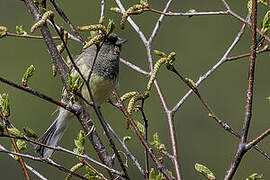 Black-faced Bunting