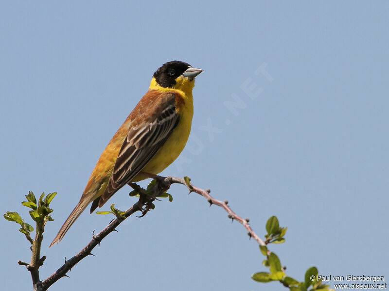 Black-headed Bunting